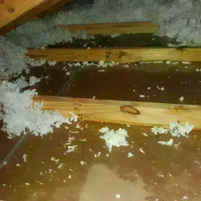 Attic Water Damage in Eatonville, FL